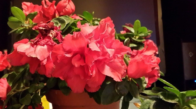 Azalia japońska Maraschino PBR Rhododendron obtusum C2