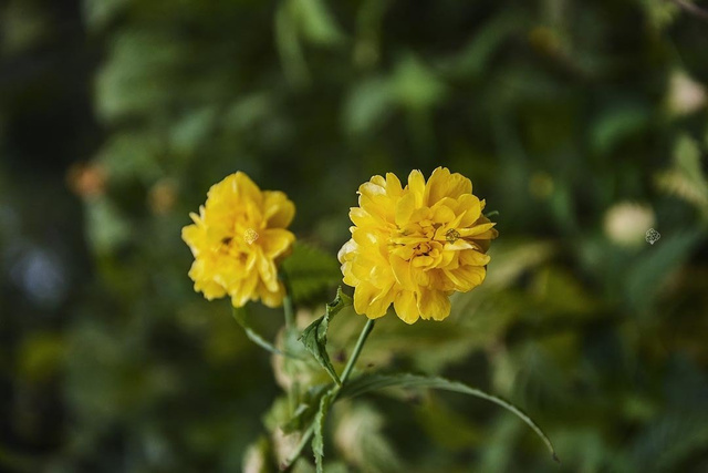 Złotlin japoński Pleniflora Kerria japonica P9