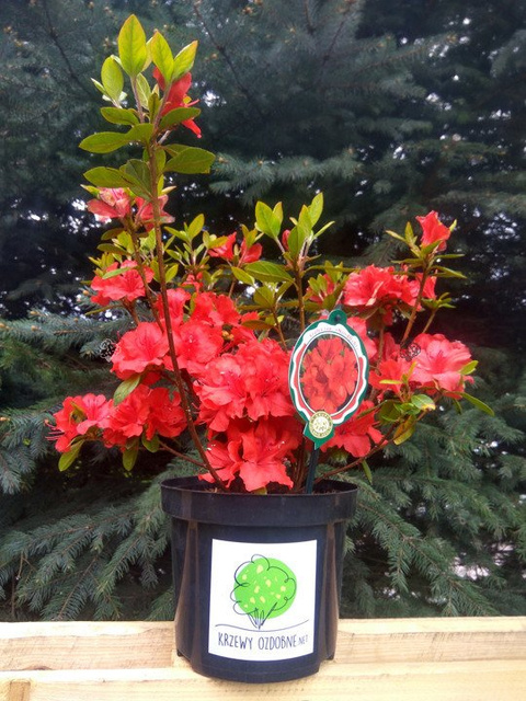 Azalia japońska Nordlicht Rhododendron obtusum C2