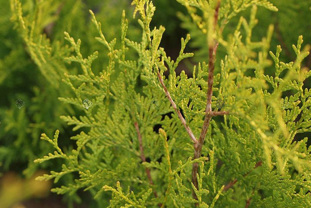 Tuja Brabant Gold Thuja occidentalis Golden Brabant PBR C5