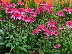 Jeżówka Supreme Elegance Echinacea C2