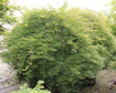 Klon palmowy Emerald Lace Acer palmatum C3