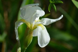 Kosaciec syberyjski Weiss Iris sibirica P9