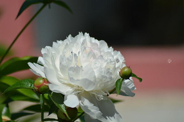 Piwonia biała Paeonia C2