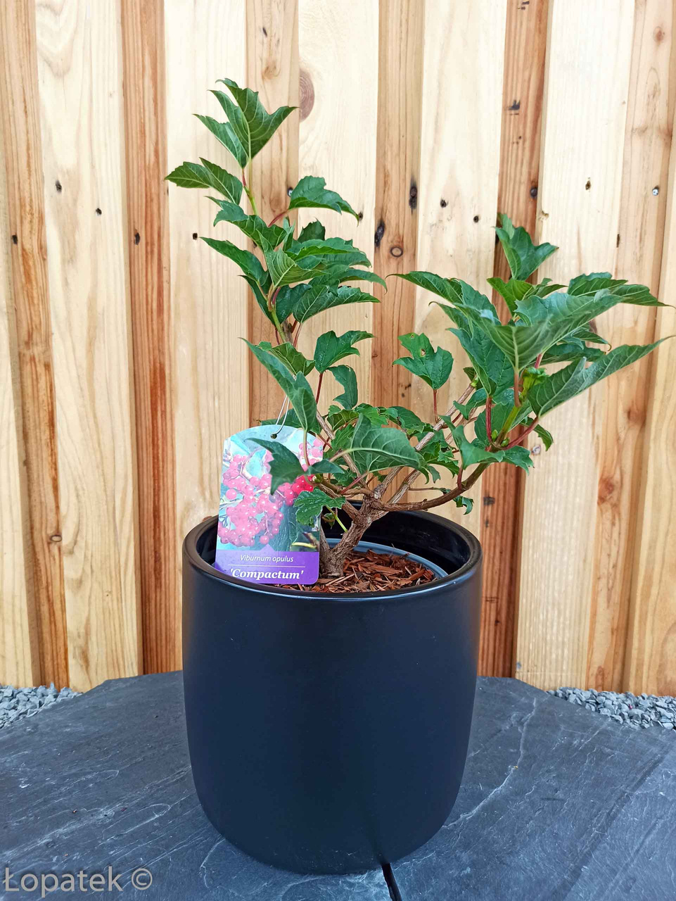 Kalina koralowa Compactum Viburnum opulus C2