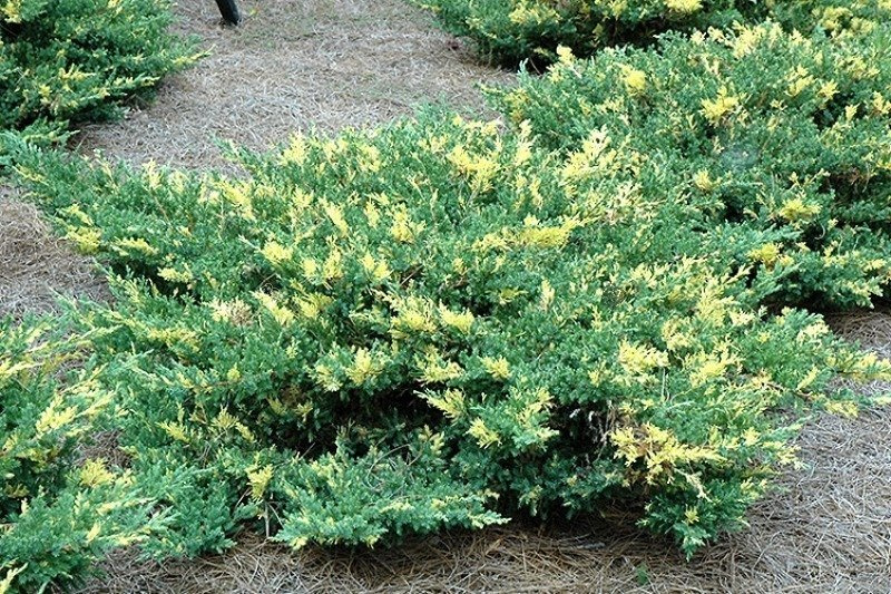 Jałowiec płożący Variegata Juniperus horizontalis C2
