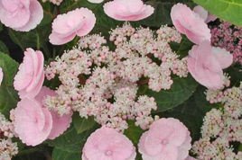 Hortensja ogrodowa Camino Hydrangea macrophylla C3