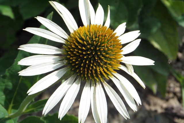 Jeżówka Meditation White Echinacea C3