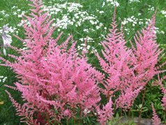 Tawułka Rheinland Astilbe P9