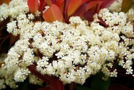 Głogownik Frasera Red Robin Photinia fraseri P9