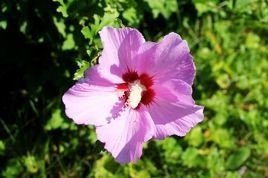 Ketmia syryjska Woodbridge Hibiscus syriacus C2
