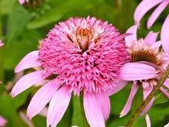 Jeżówka Secret Romance PBR Echinacea hybrida C2