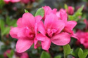 Azalia japońska Rokoko Rhododendron obtusum C2