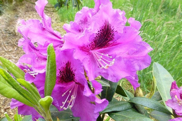 Różanecznik wielokwiatowy Rasputin Rhododendron hybridum C2