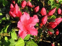 Azalia japońska Johanna Rhododendron obtusum C2