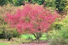 Trzmielina pospolita Red Cascade Euonymus europaeus P9