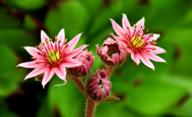 Rojnik murowy Purpureum Sempervivum tectorum P9