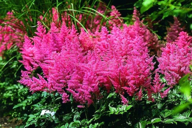 Tawułka Anita Pfeifer Astilbe arendsii P9