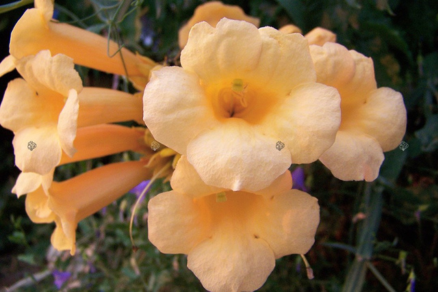 Milin amerykański Flava Campsis radicans C2