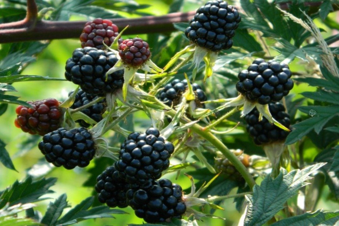 Jeżyna bezkolcowa Thornless Evergreen Rubus fruticosus C2