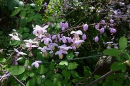 Rutewka Delavay'a Thalictrum delavayi C2