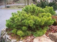 Sosna czarna Hornibrookiana Pinus nigra C7,5
