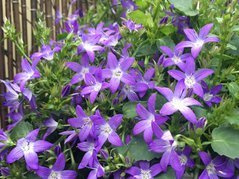Dzwonek Poszarskiego Stella Campanula poscharskyana P9