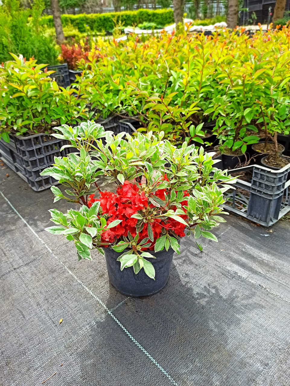 Azalia japońska Hot Shot Variegated Rhododendron obtusum C2