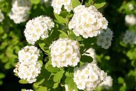 Tawuła nippońska Snowmound Spiraea nipponica P9
