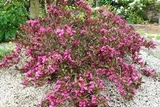 Krzewuszka cudowna Wine & Roses Alexandra PBR Weigela florida