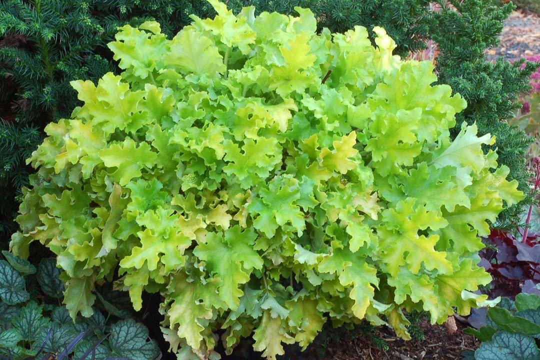 Żurawka Lime Marmalade Heuchera C2