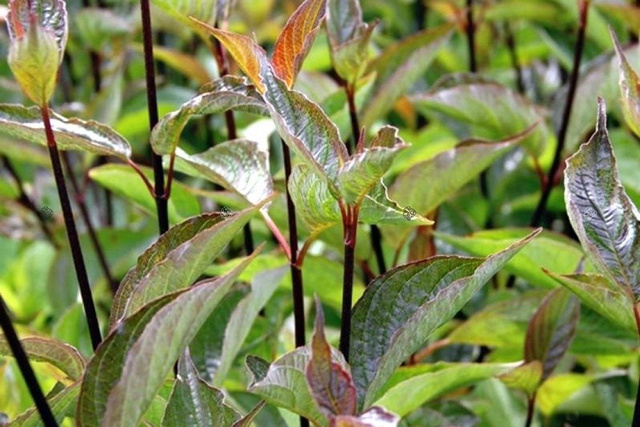 Dereń biały Kesselringii Cornus alba C3