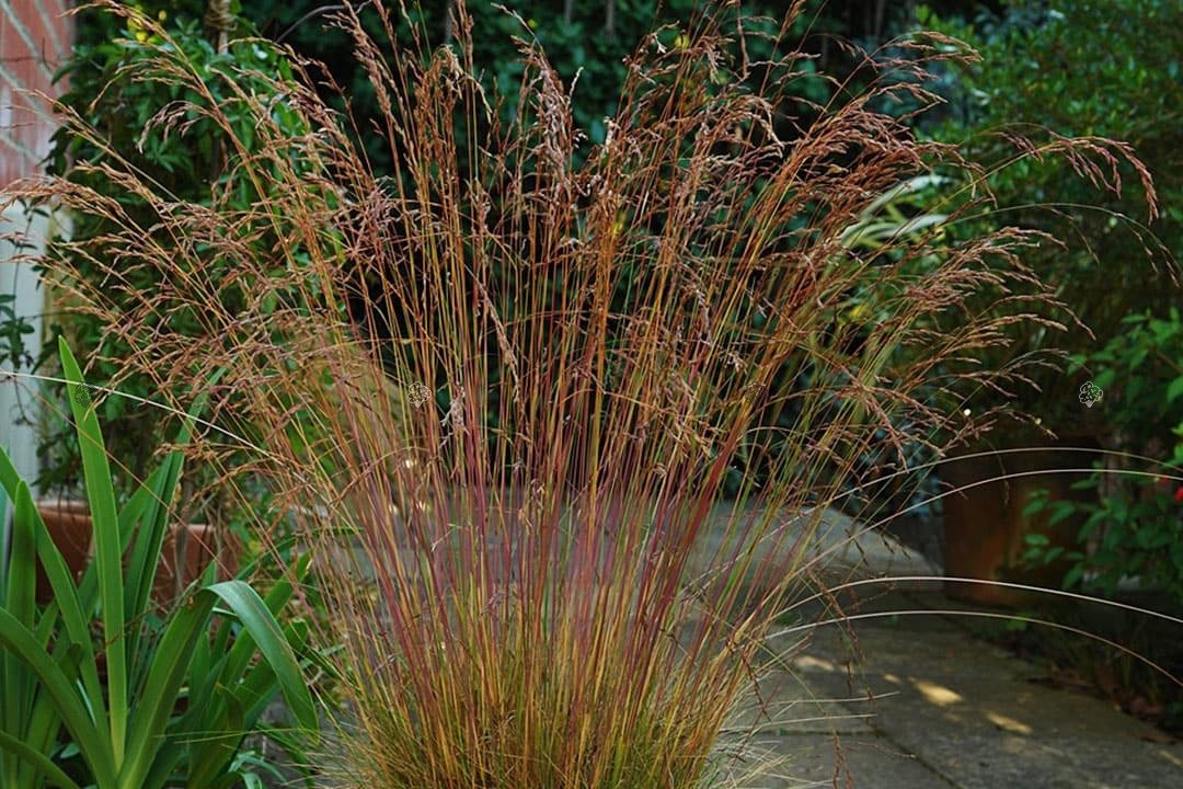 Kostrzewa ametystowa Festuca amethystina P9