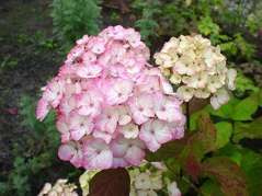 Hortensja piłkowana Preziosa Hydrangea serrata C2
