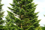 Jodła kaukaska Abies nordmanniana P9