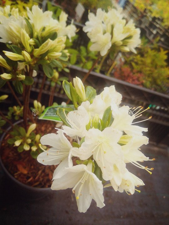 Azalia japońska Schneewitchen Rhododendron obtusum C2
