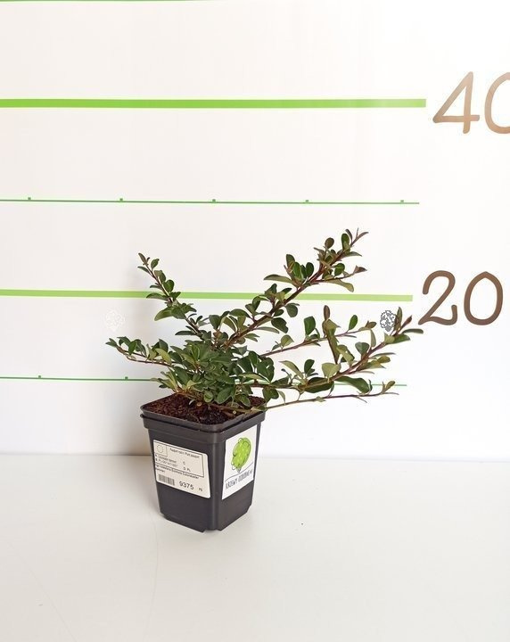 Irga rozesłana Eichholz Cotoneaster dammeri C2