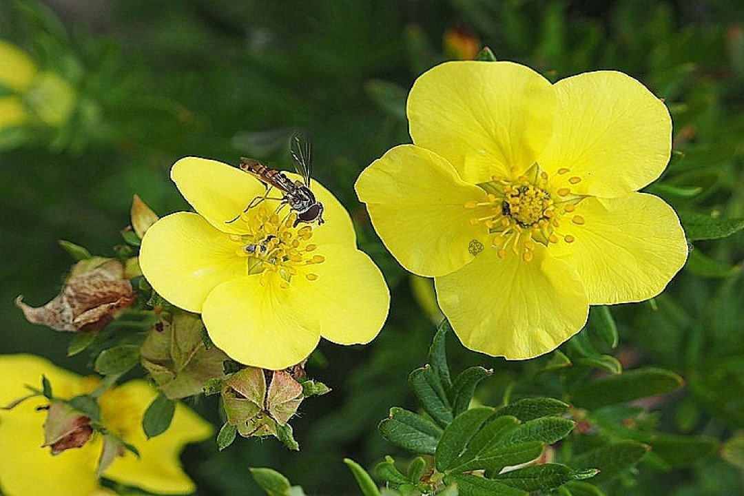 Pięciornik krzewiasty Goldfinger Potentilla fruticosa C2