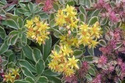 Rozchodnik kamczacki Variegatum Sedum kamtschaticum P9