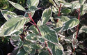 Dereń biały Sibirica Variegata Cornus alba P9