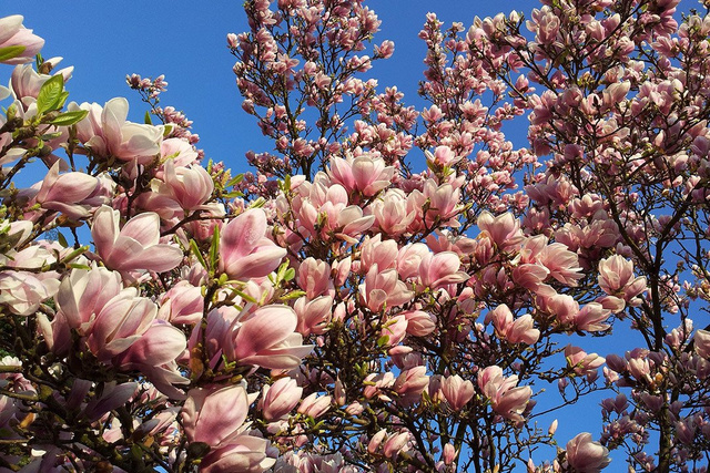 Magnolia Soulange'a  Magnolia soulangeana 