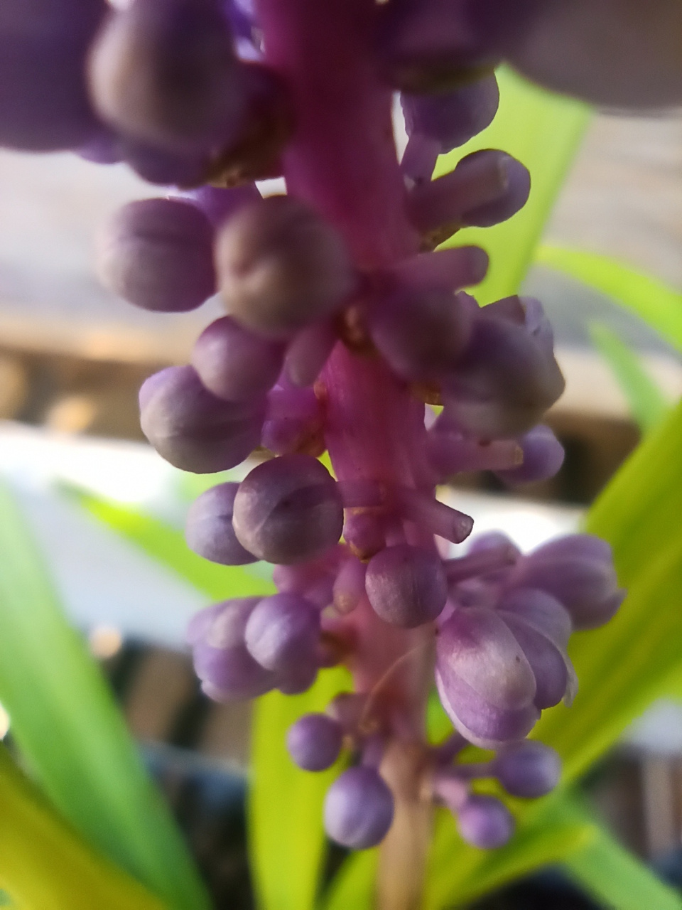 Liriope szafirkowata Big Blue Liriope muscari P9