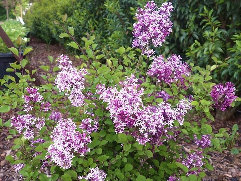 Lilak Red Pixie Syringa C3