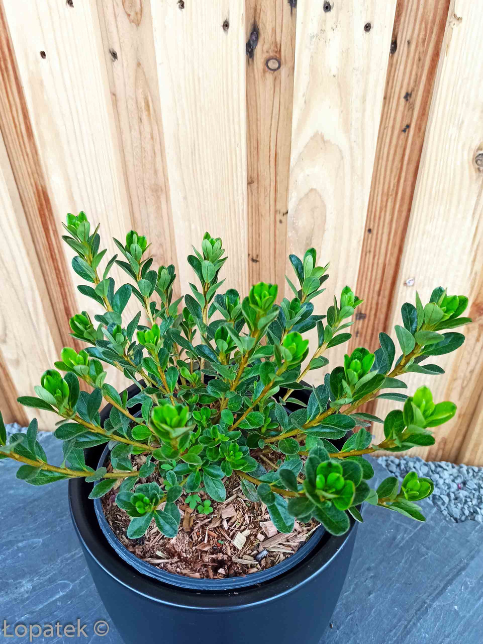 Azalia japońska Rosebud Rhododendron obtusum C2