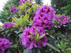 Różanecznik wielokwiatowy Azurro Rhododendron hybridum C2