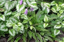 Funkia Stiletto Hosta P9