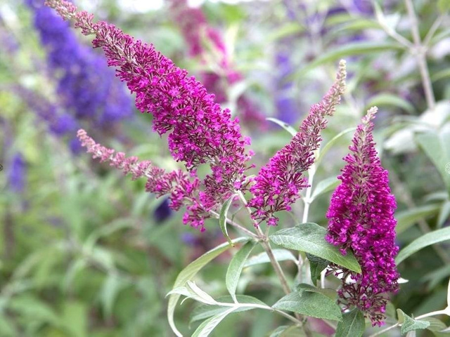 Budleja Davida Summer Beauty Buddleja davidii C3