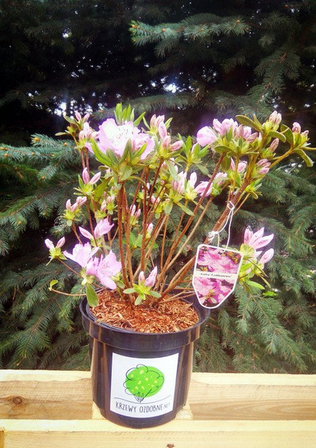 Azalia japońska Ledikanense Rhododendron obtusum C2