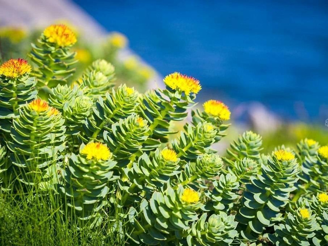 Różeniec górski Rhodiola Rosea P9