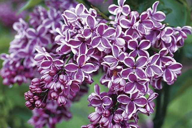 Lilak pospolity Sensation Syringa vulgaris C2